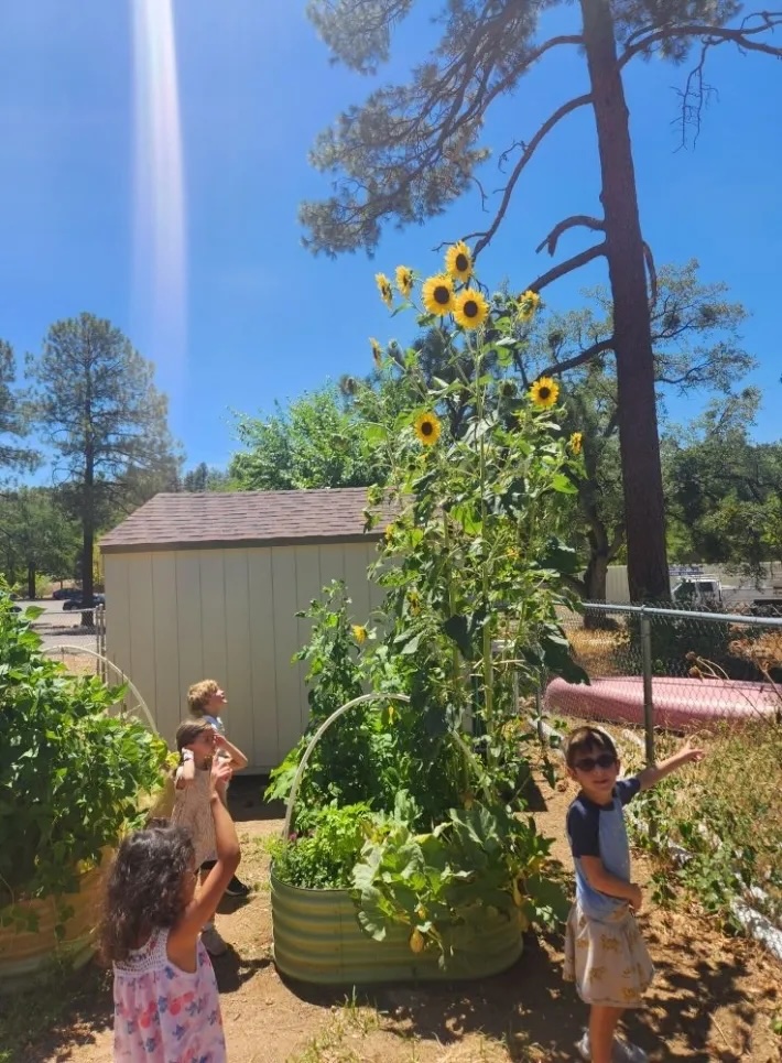 Montessori Children's Academy of Prescott photo 8